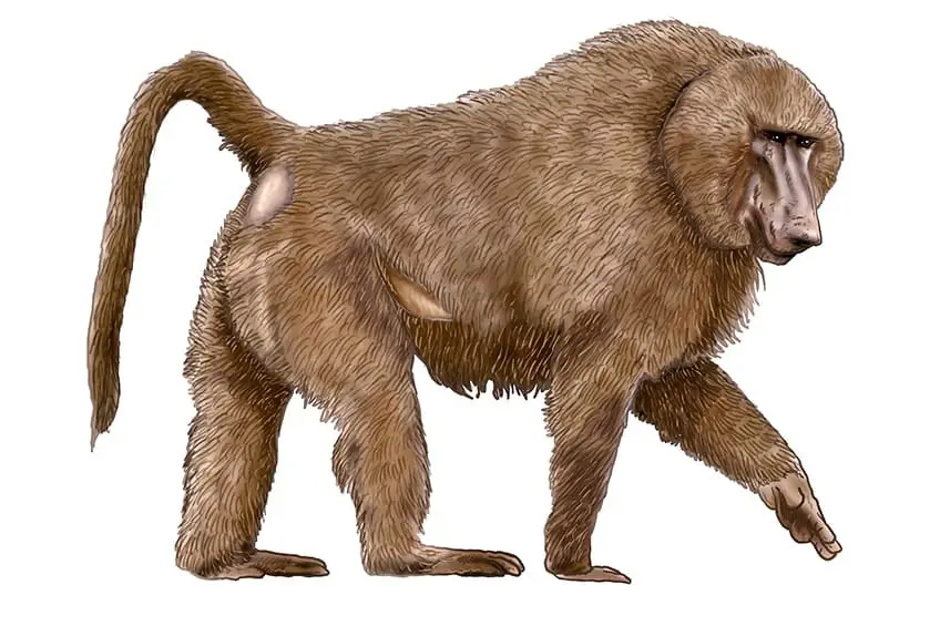 dessin de babouin 16