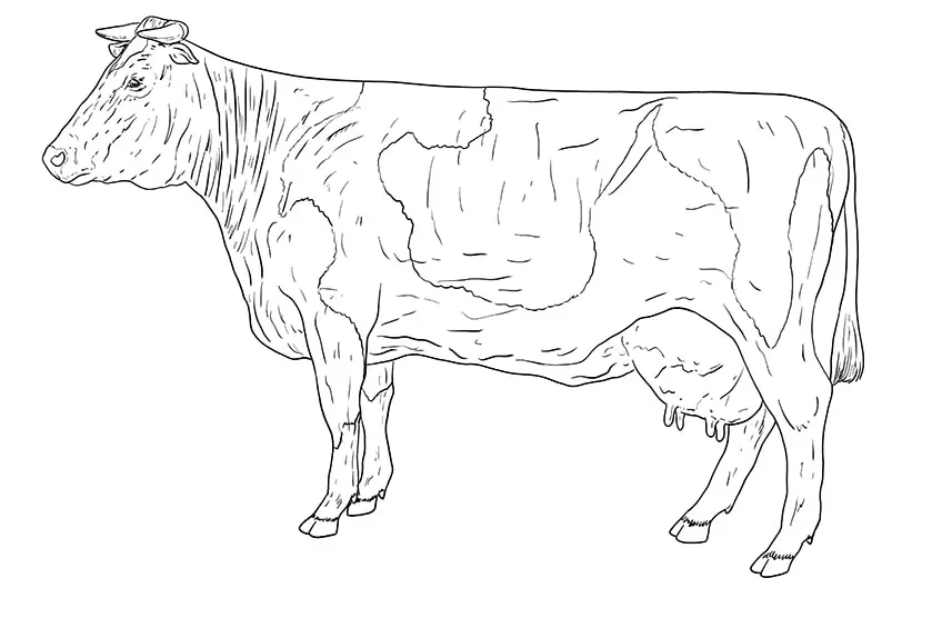 vache dessin 11