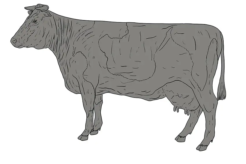 vache dessin 12