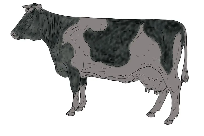 vache dessin 13