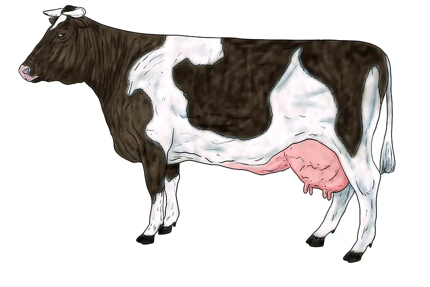vache dessin 15