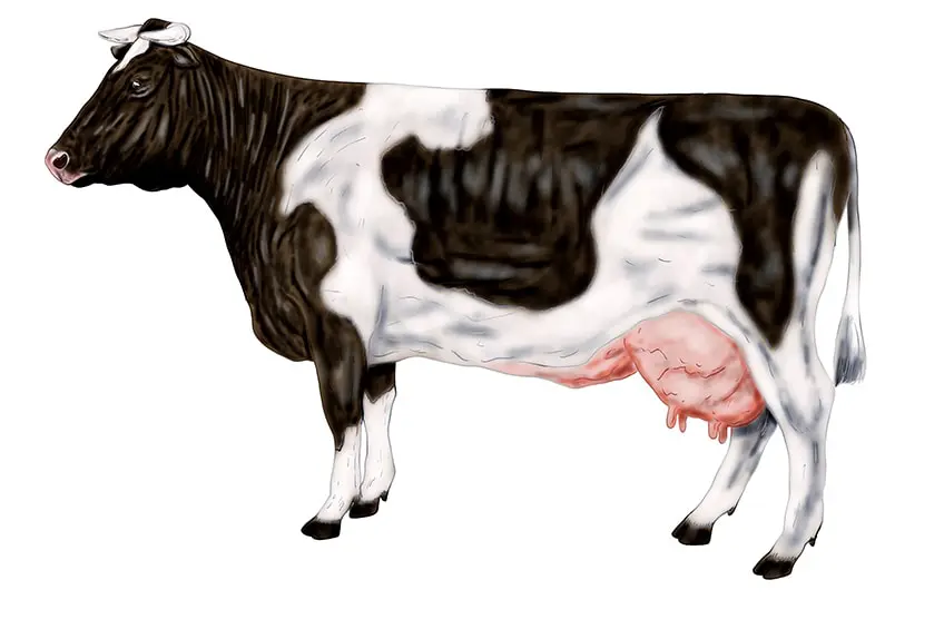 dessin de vache