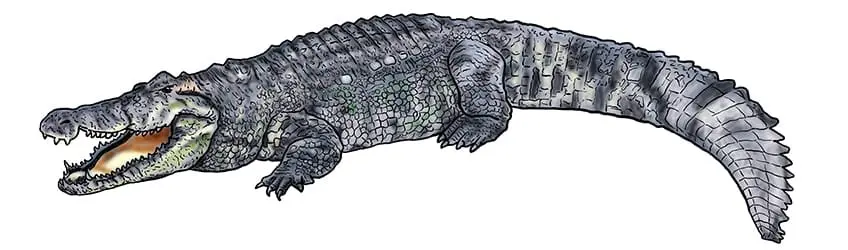 dessin de crocodile 13