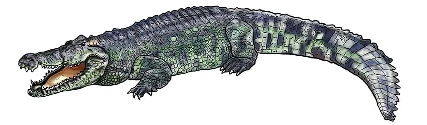 dessin de crocodile 14