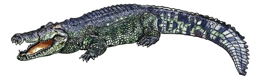 dessin de crocodile 15