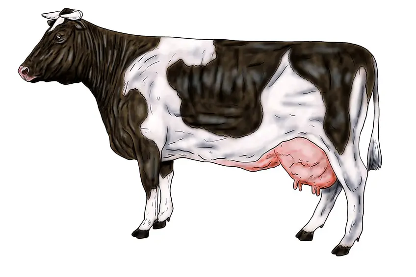 dessin d'une vache