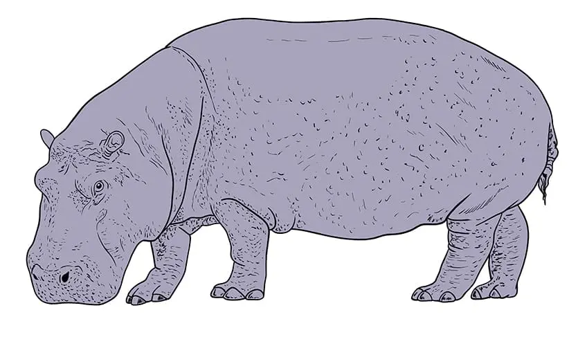 hippopotame dessin 10