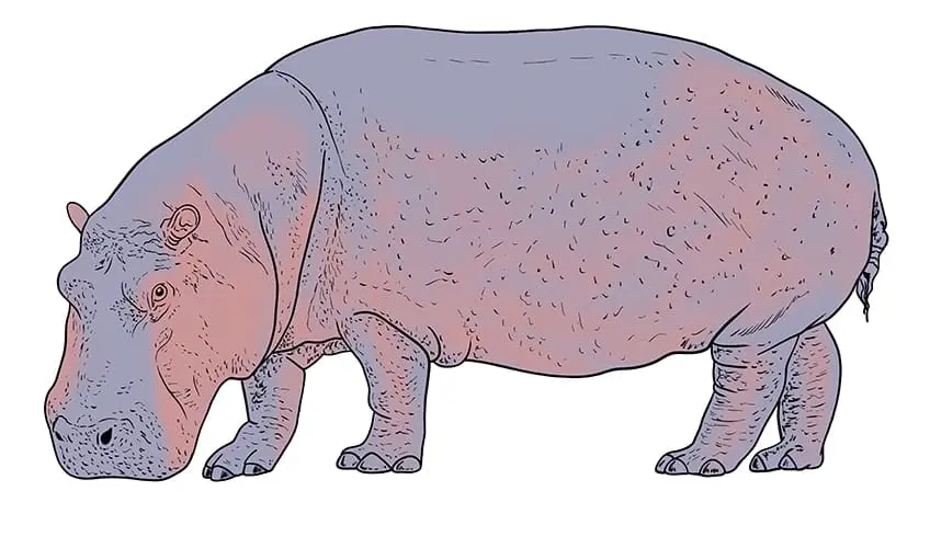 hippopotame dessin 11