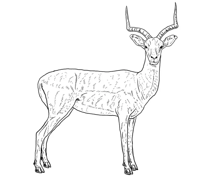 dessin d'impala 12