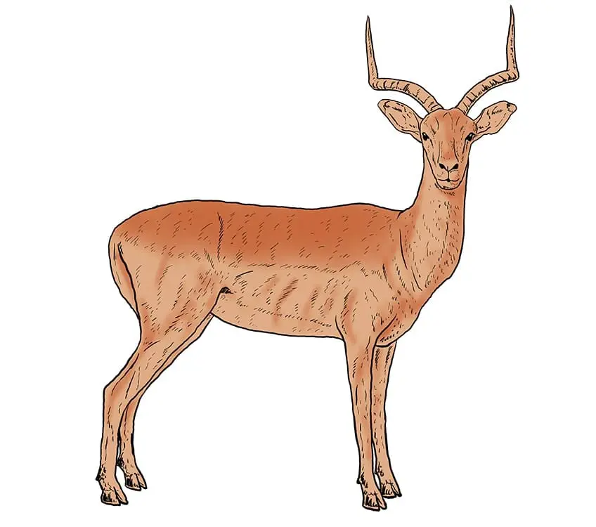 dessin impala 14