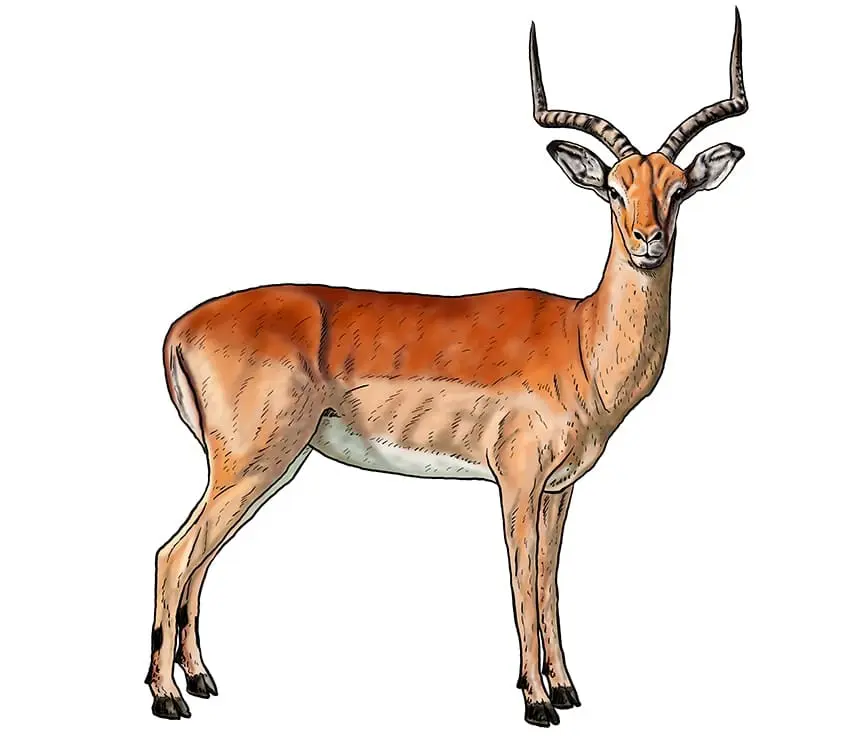 dessin impala 18