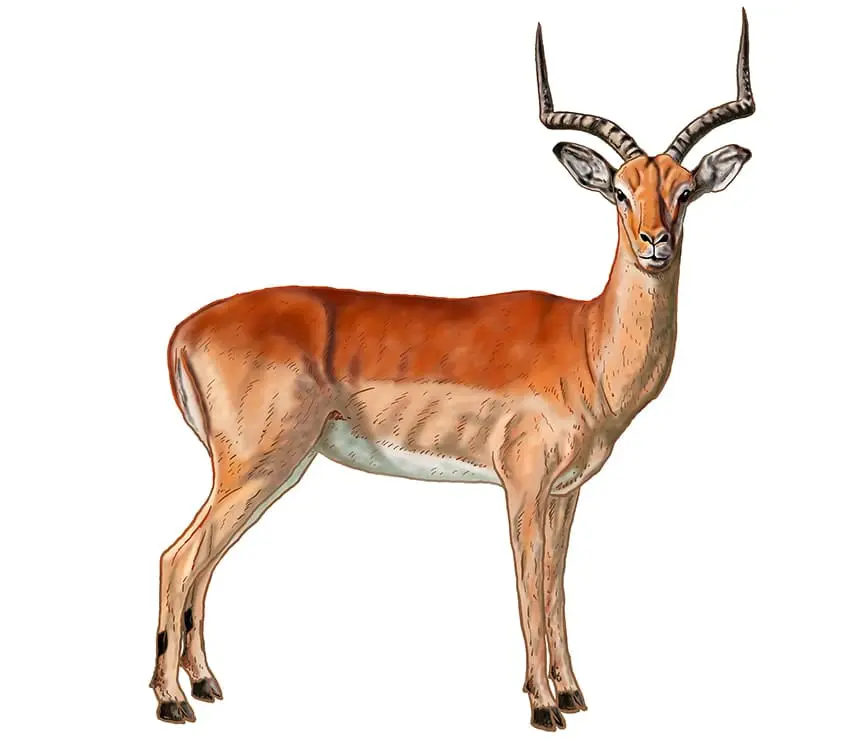 dessin impala 19