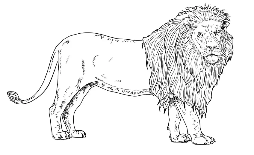 dessin de lion 11