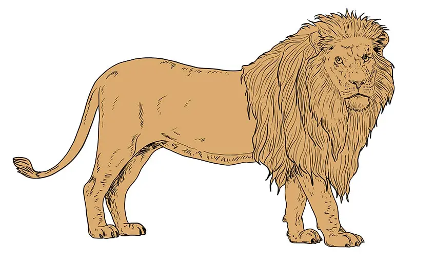 dessin de lion 12