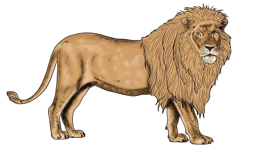 dessin de lion 13