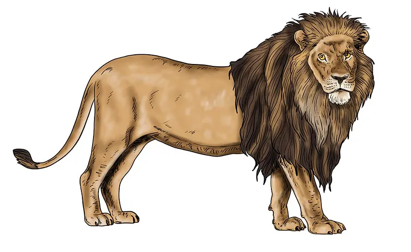 dessin de lion 15