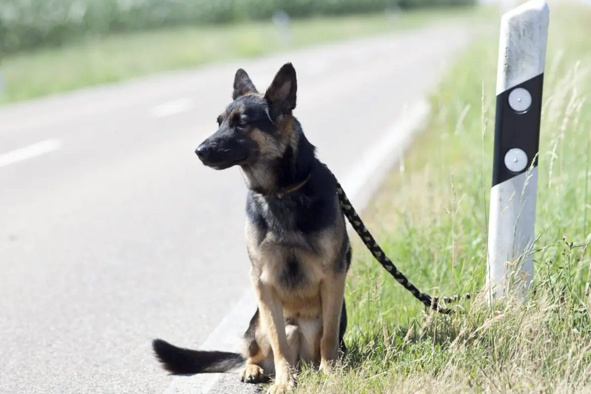 Quand l&rsquo;art capture l&rsquo;abandon : le débit émotionnel prélevé sur toile