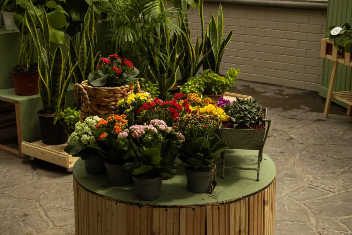 fleur de lune plante d'intérieur