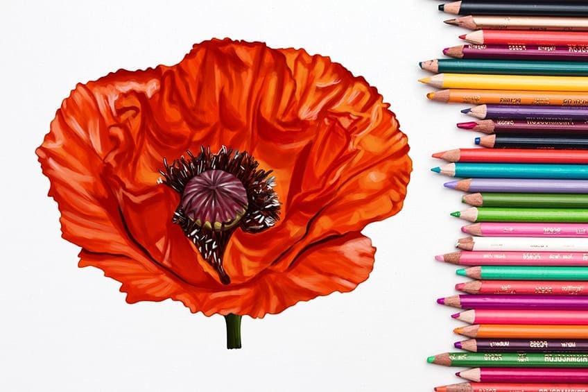 Comment dessiner une fleur de pavot – Un tutoriel étape par étape