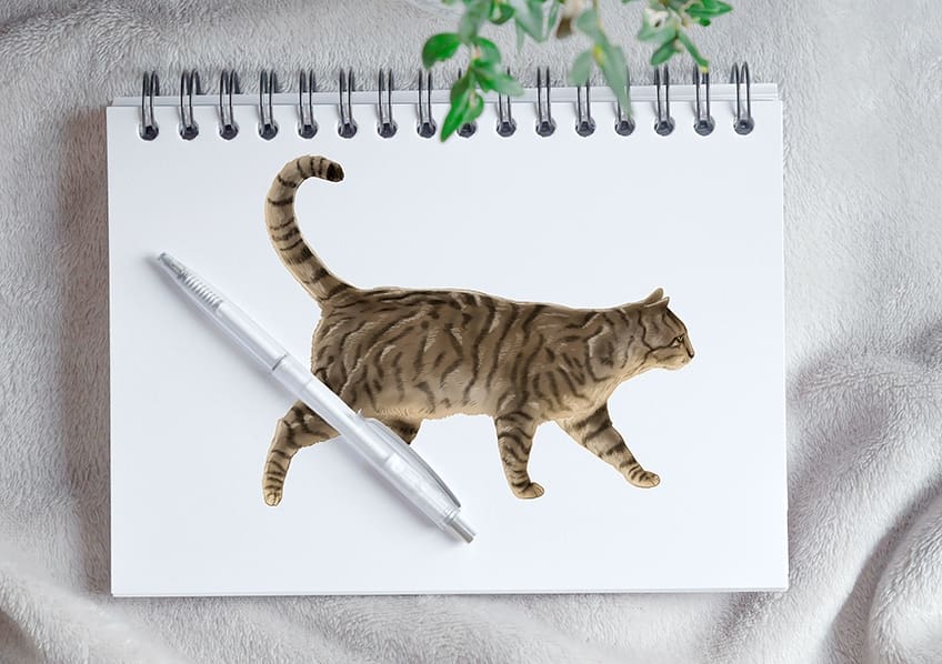 Comment dessiner un chat – Tutoriel étape par étape pour faciliter le dessin d&rsquo;un chat