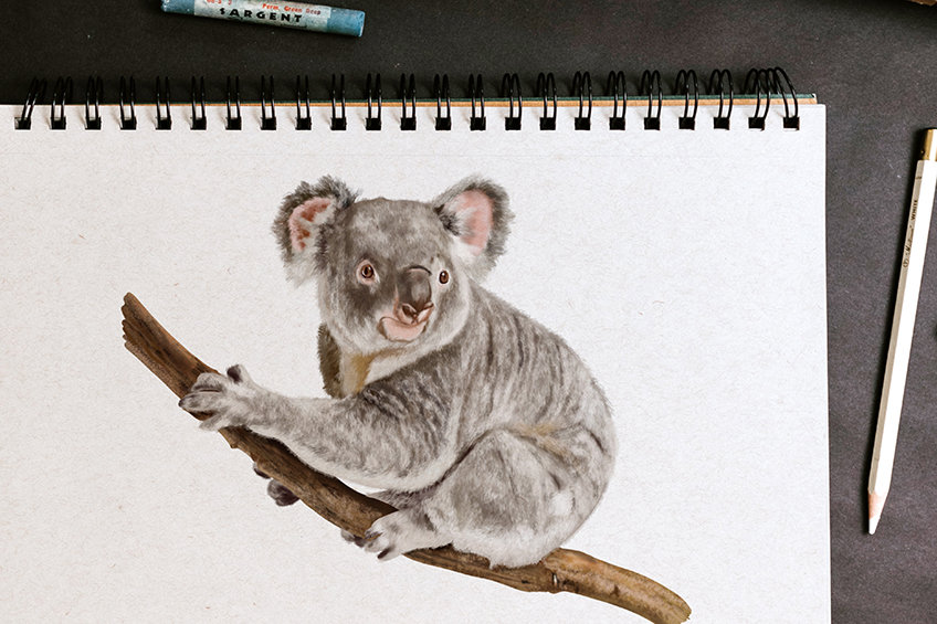 comment-dessiner-un-koala-un-dessin-mignon-d-ours-koala-peintre