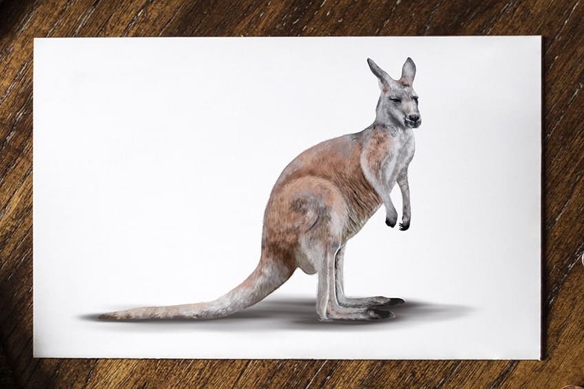 Comment Dessiner Un Kangourou Un Croquis De Kangourou Amusant Et Comment Dessiner Un Kangourou Un Croquis De Kangourou Amusant Et