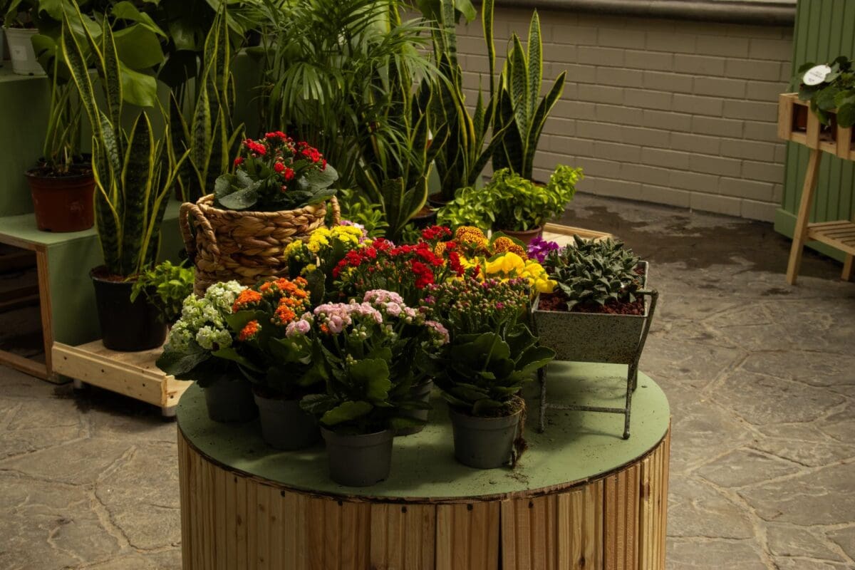 fleur de lune plante d'intérieur