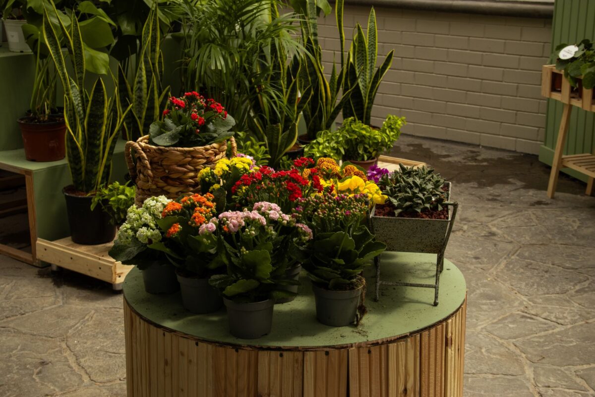 fleur de lune plante d'intérieur