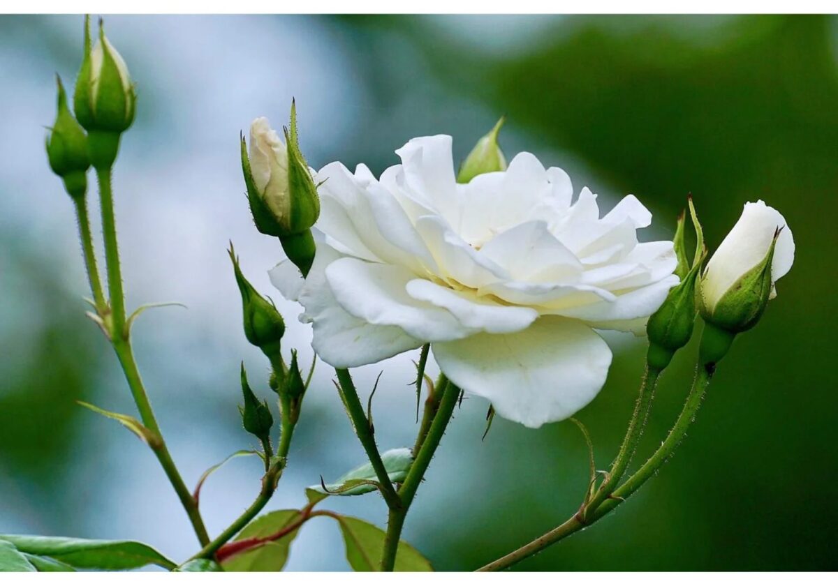 Bouquet de roses blanches associé à la pureté et au respect